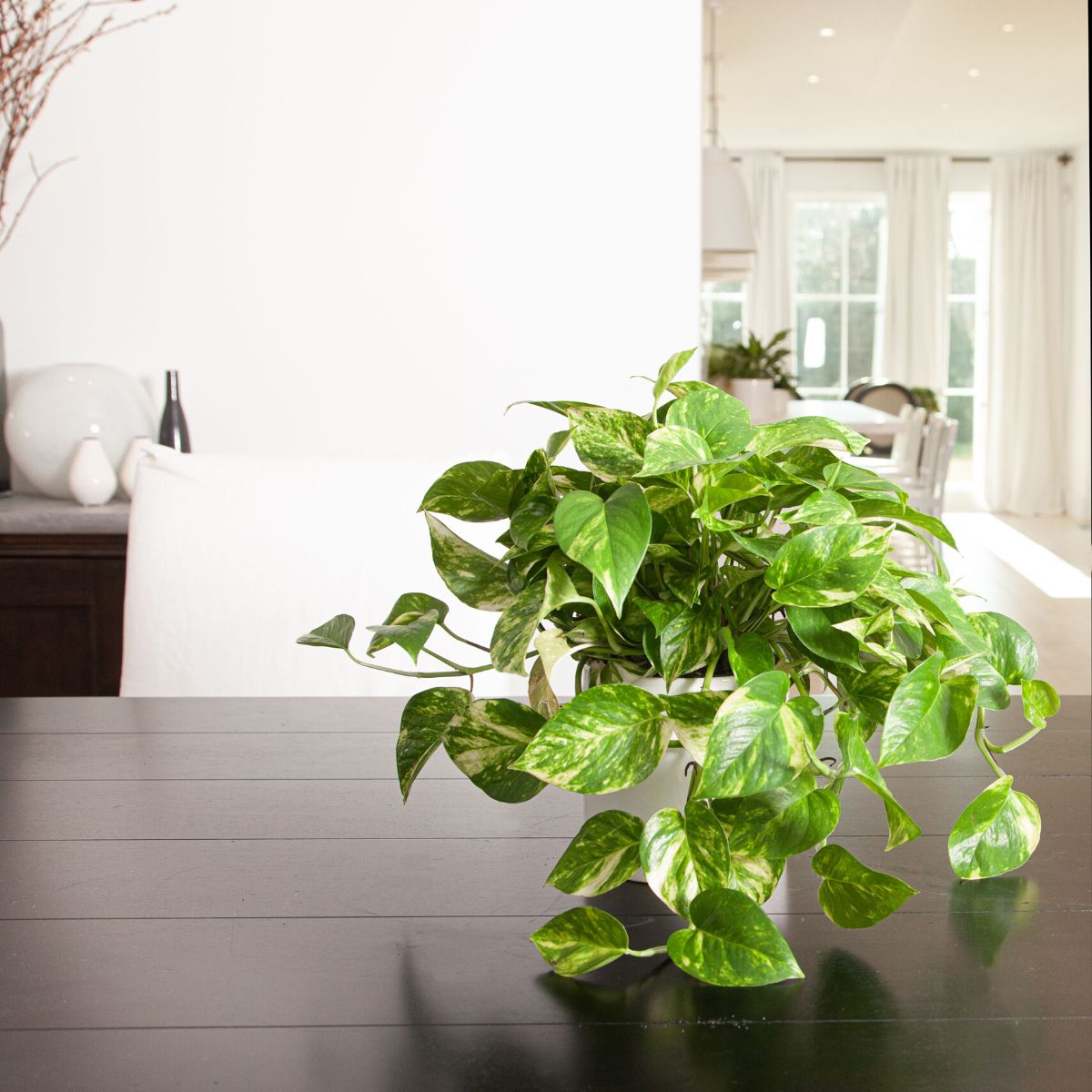 pothos-plants-care-all-theres-is-to-know-about-this-houseplant-featured