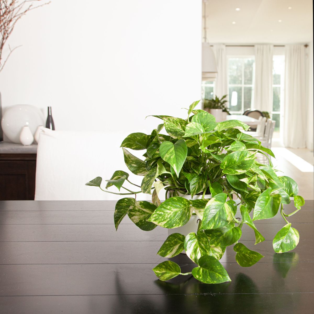 Golden pothos best among top bedroom plants on Thursd