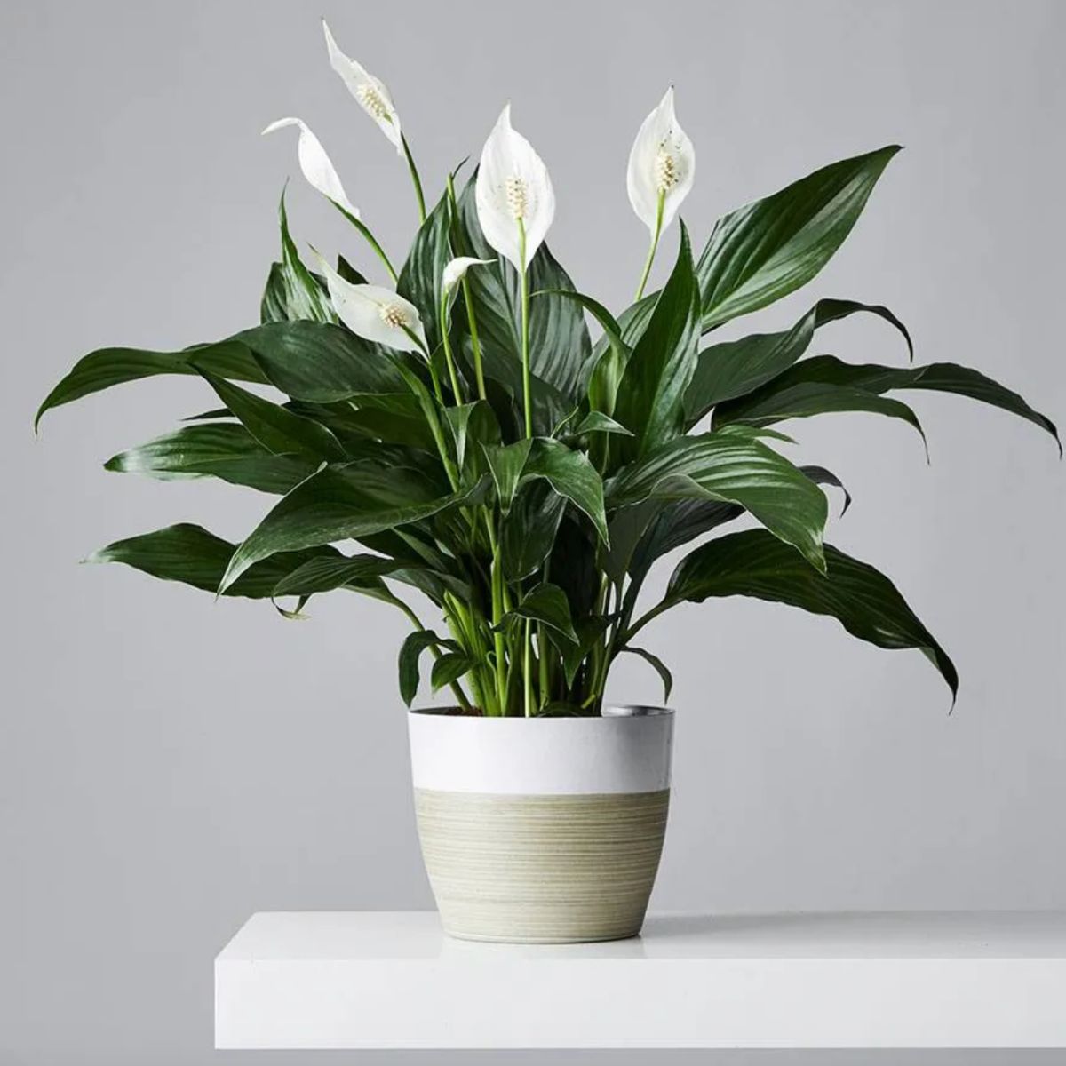 Peace lily bedroom plant on Thursd