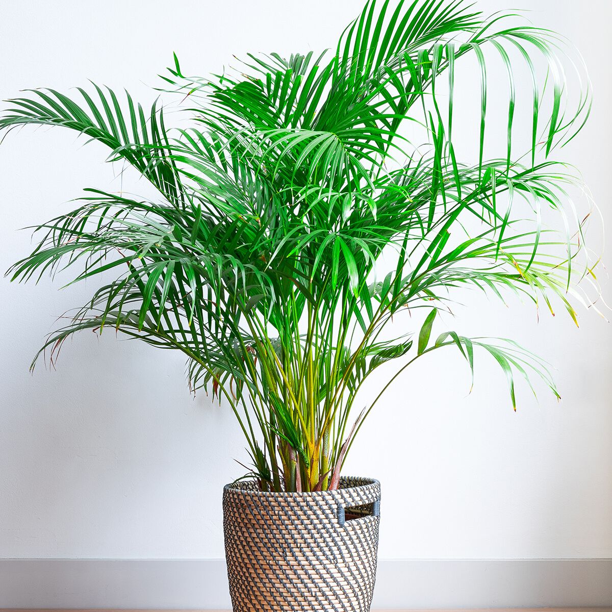 Areca palm bedroom plant on Thursd