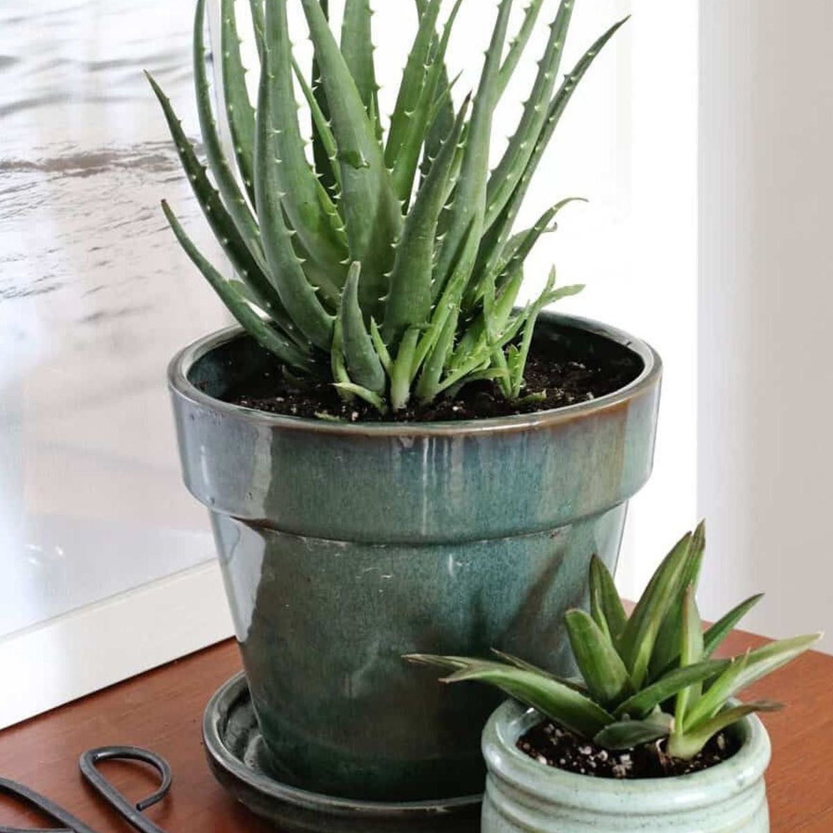 Aloe vera in bedroom on Thursd