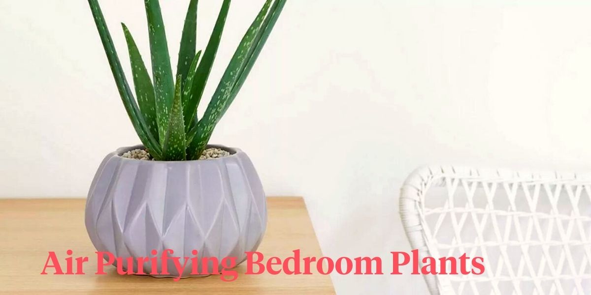 Best bedroom plants header on Thursd
