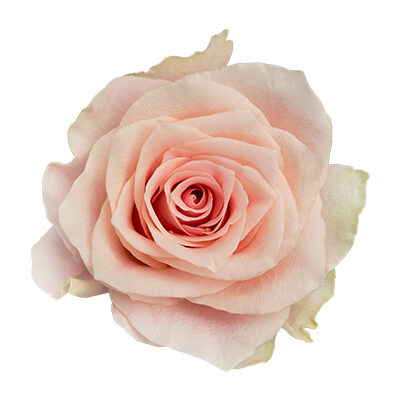 DecoFresh' Florist Suggestions for Valentine's Day