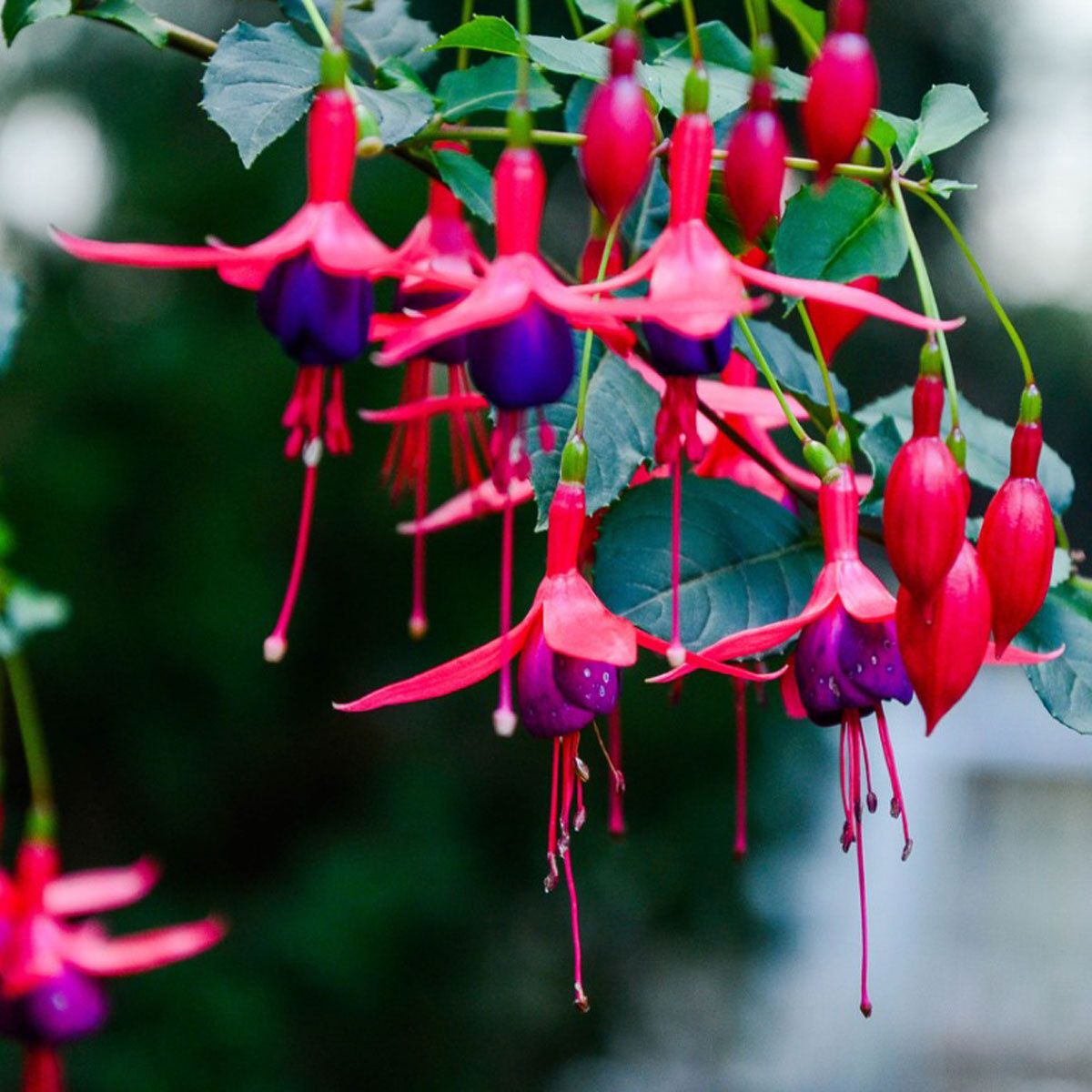 Fuchsia top 10 flowers for hanging baskets on Thursd