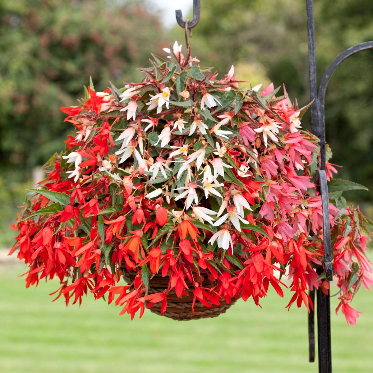 Begonia Bolivensis is among top 10 flowers for hanging baskets on Thursd