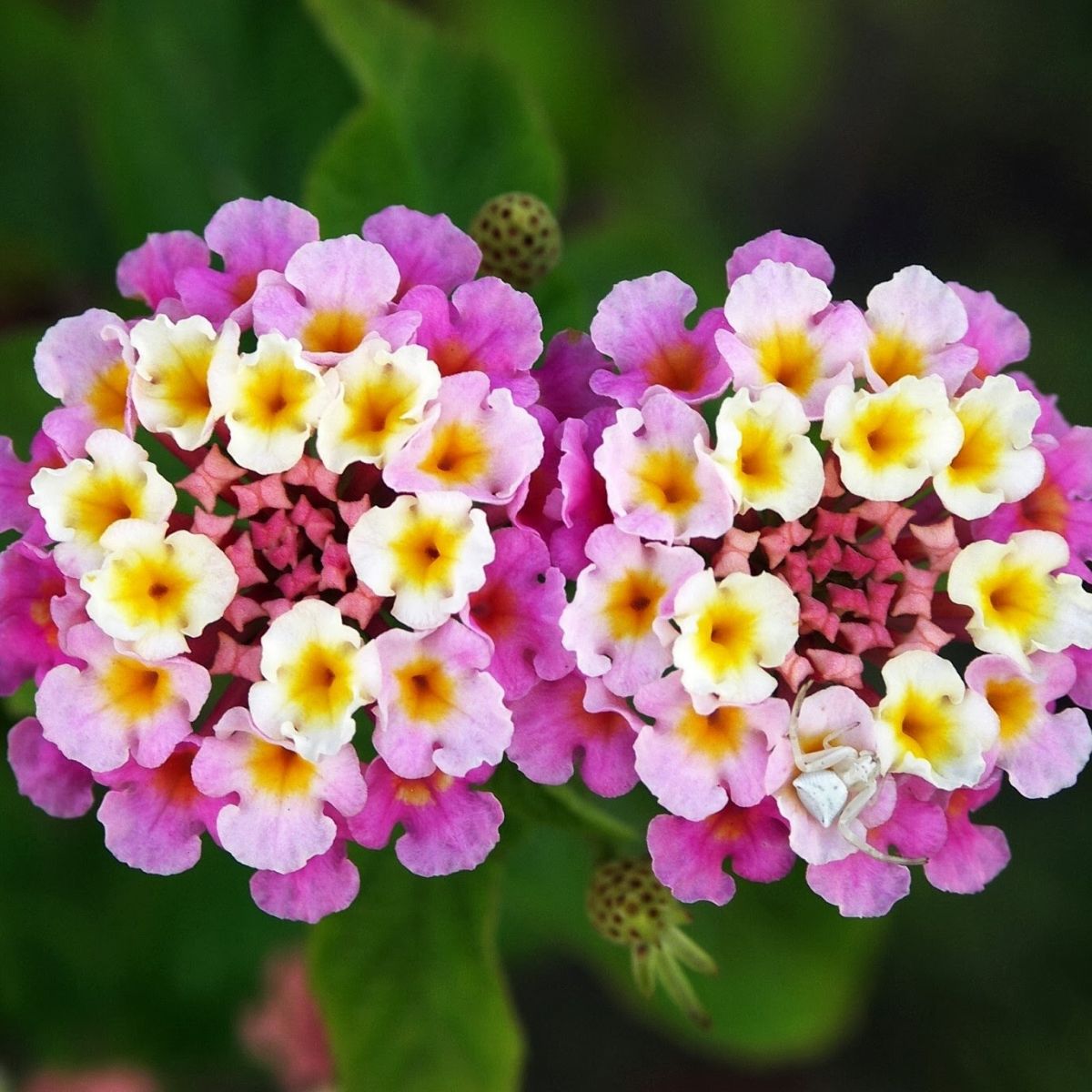 Patriot Rainbow Lantana top 10 flowers for hanging baskets on Thursd