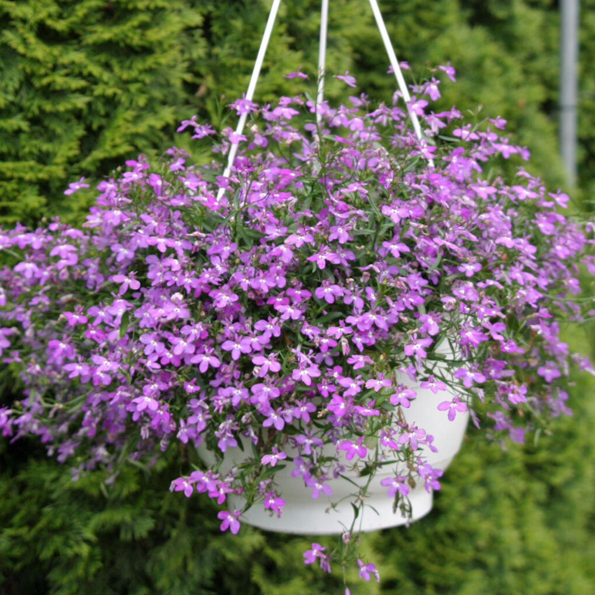 Lobelia top 10 flowers for hanging baskets on Thursd
