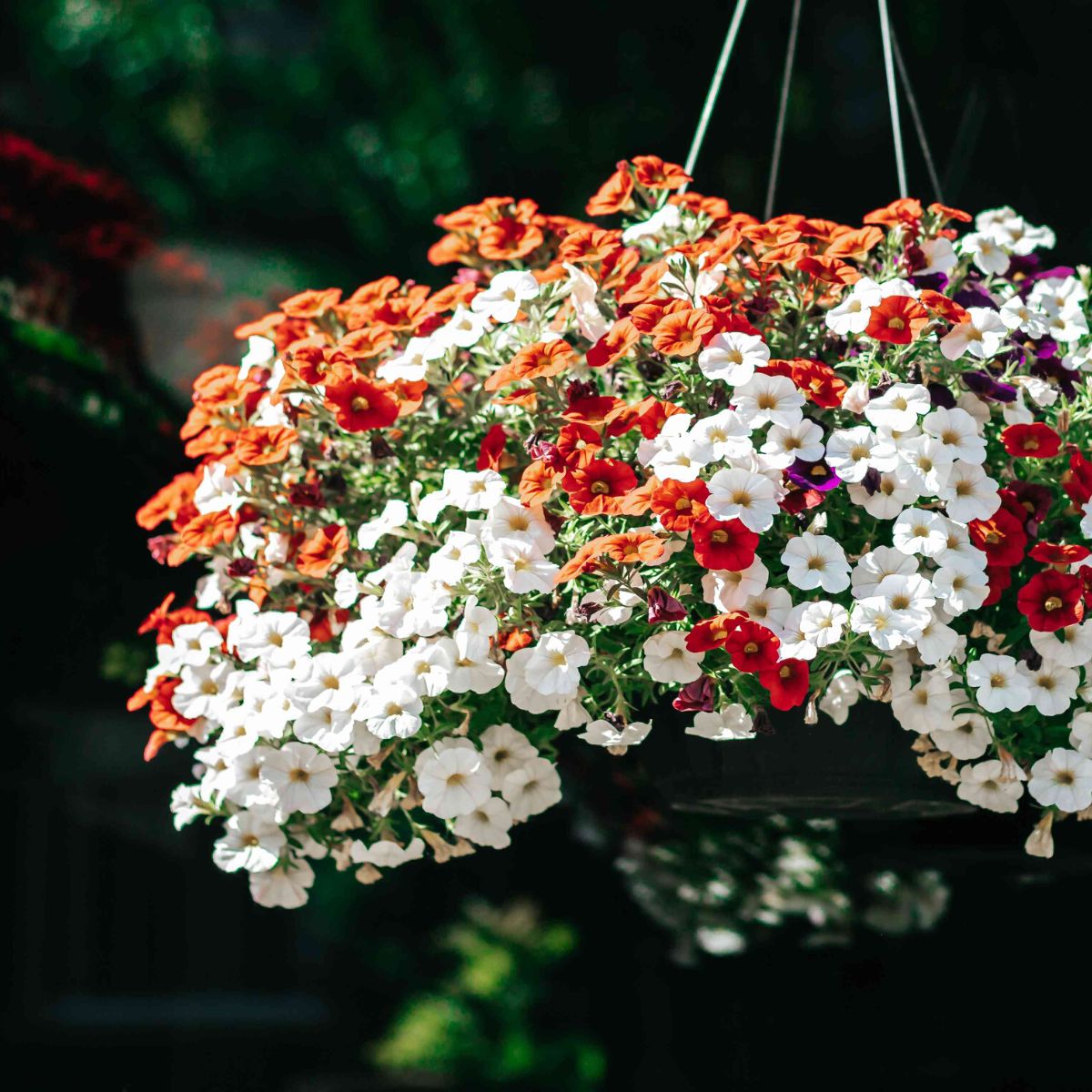 Million bells calibrachoa in hanging basket on Thursd