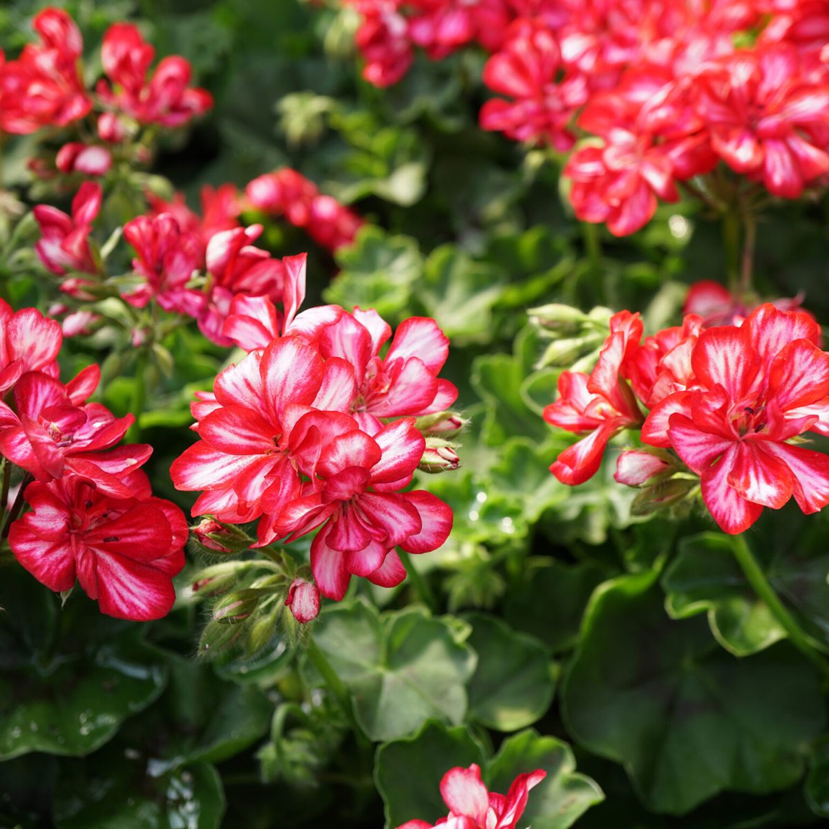 Red Pelargonium flowers on Thursd