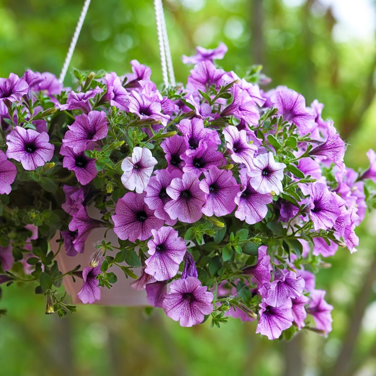 Petunia Hybrida flowers for hanging baskets on Thursd