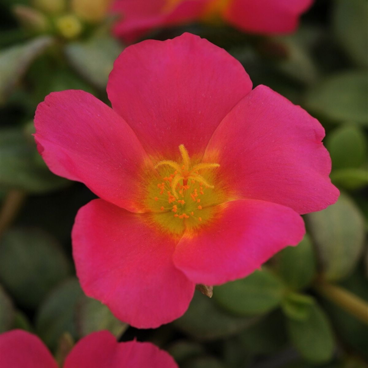 Portulaca Moss Rose on Thursd