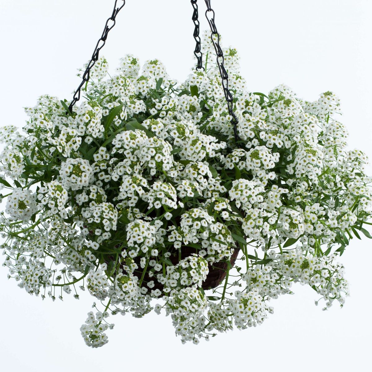 Maintaining Your White Hanging Basket: Tips for Thriving Plants