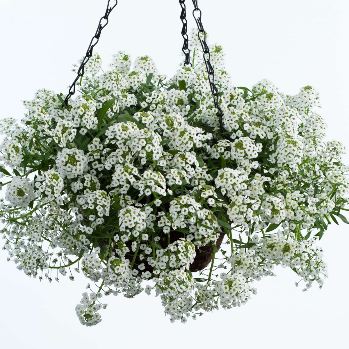 Sweet Alyssum's beautiful white blooms makes it a perfect flower for hanging baskets on Thursd