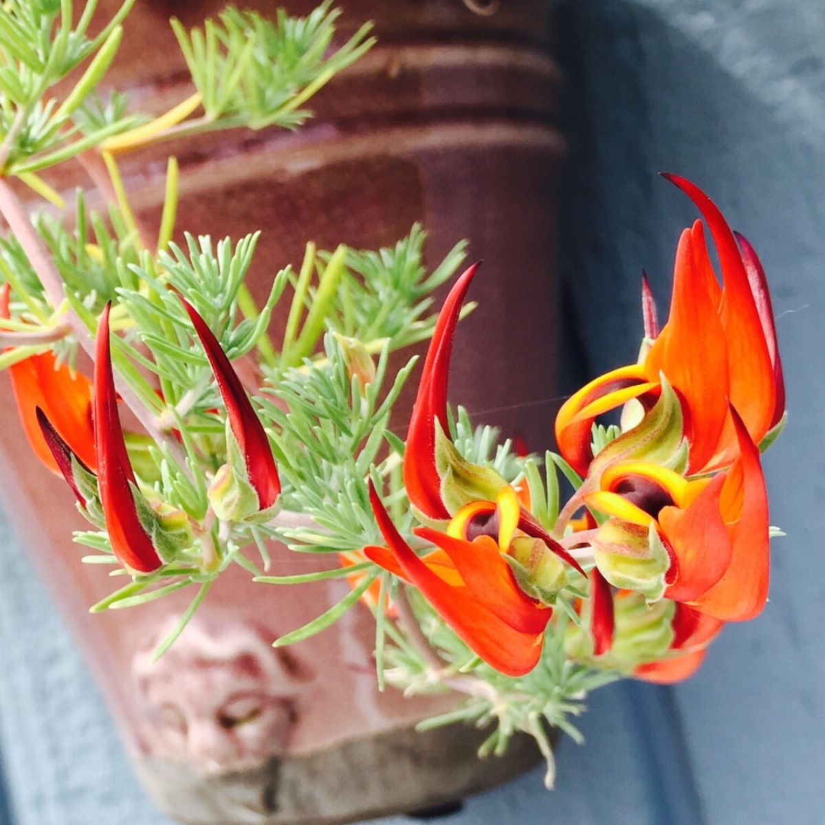 Orange Lotus vine hanging flower on Thursd