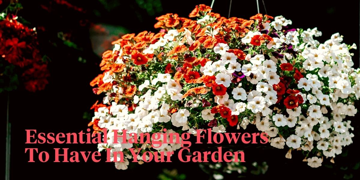 Essential hanging flowers to have in your garden header on Thursd