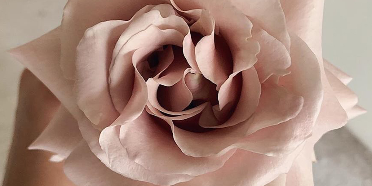 Rose Quicksand Cut Flower on Thursd header