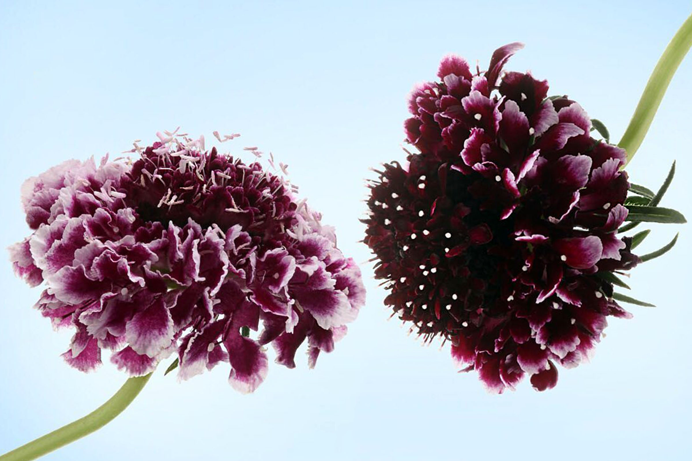 the-scabiosa-a-forgotten-flower-featured