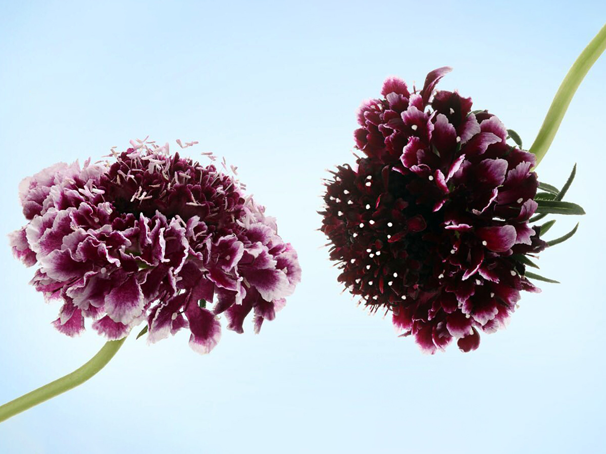 Scabiosa Sweet Cherry Scoop Marginpar on Thursd