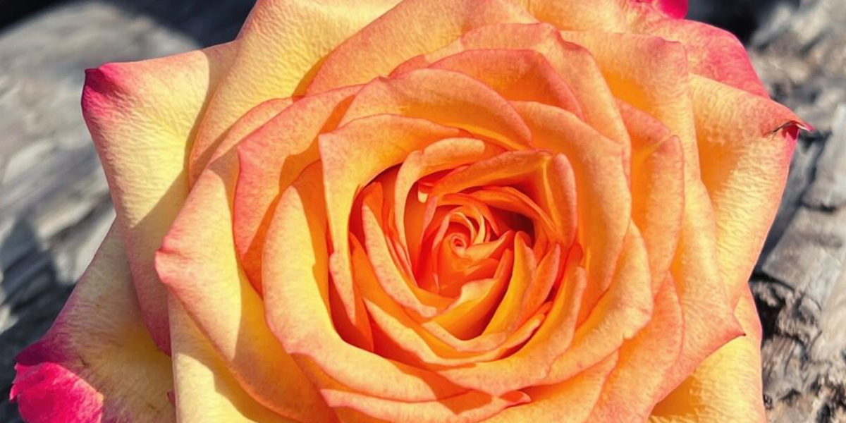 Rose Summerfield Cut flower on Thursd header