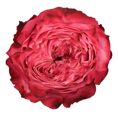Rose Red Jack | Product Featured on Thursd.com
