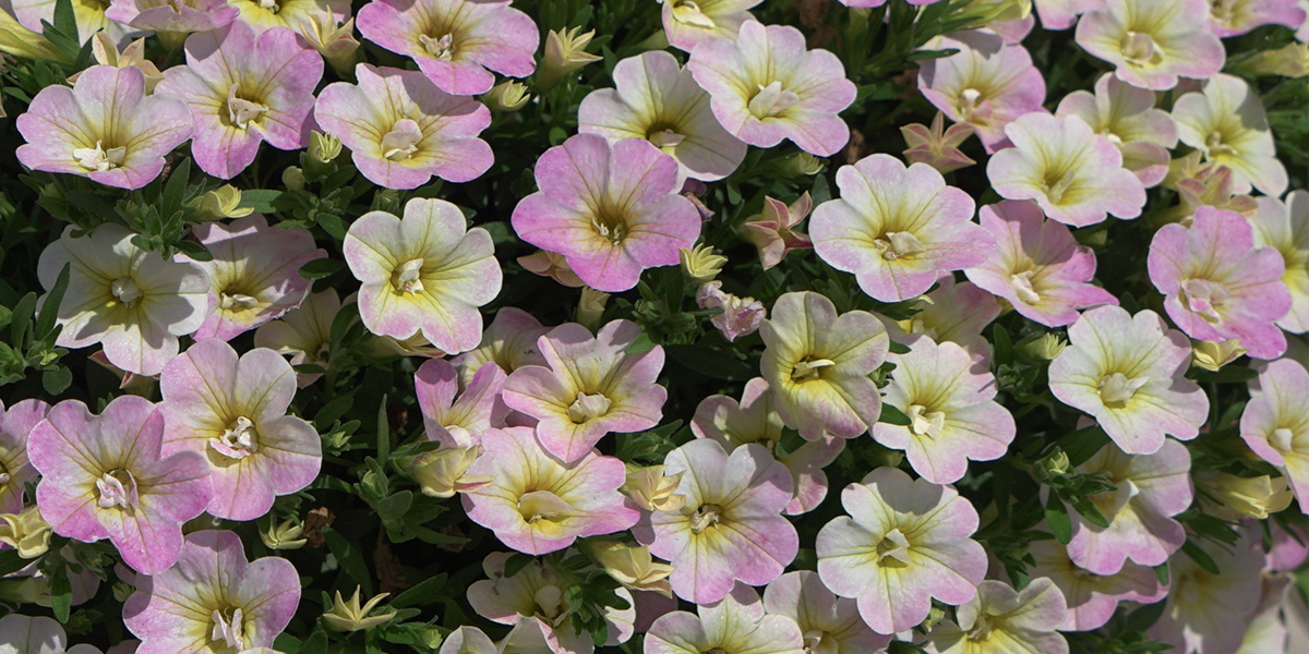 Calibrachoa Fancy Francy Plant on Thursd header