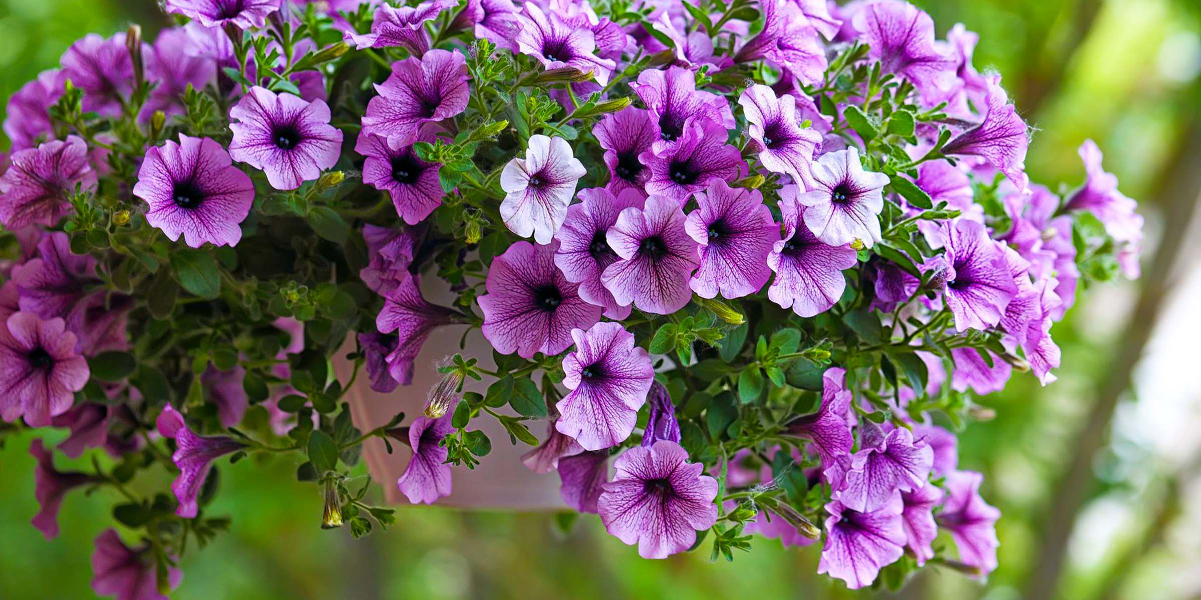 10 Best Flowers for Hanging Baskets wide feature on Thursd