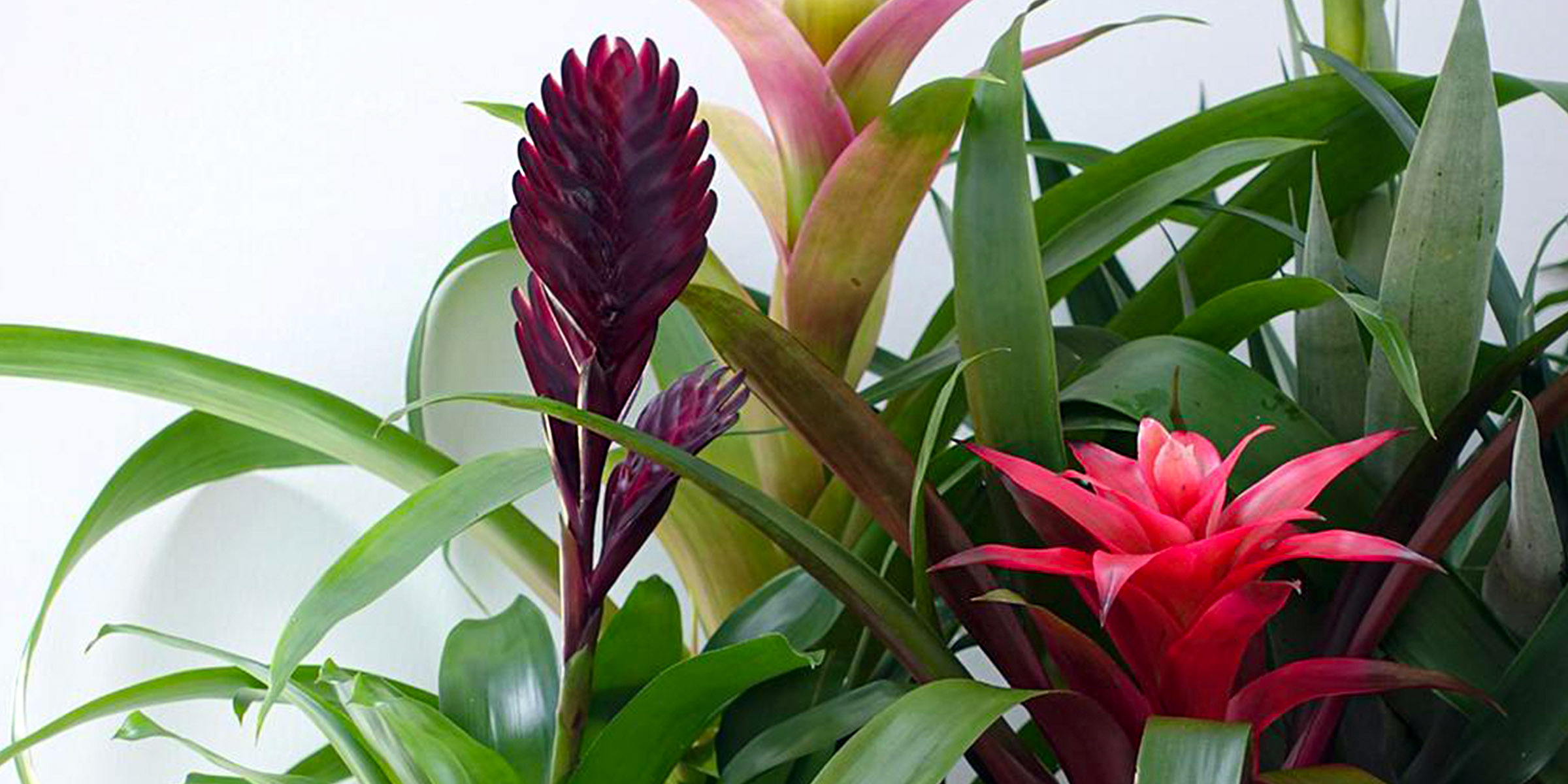 Mix and Match with Bromeliads wide feature
