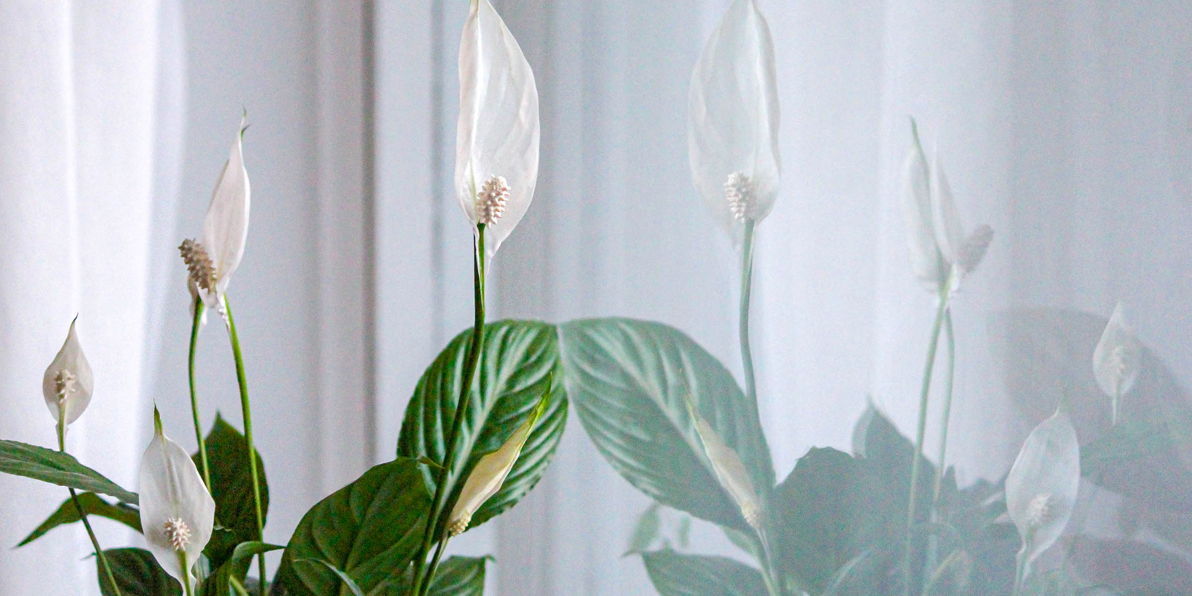 10 Best Bedroom Plants wide feature