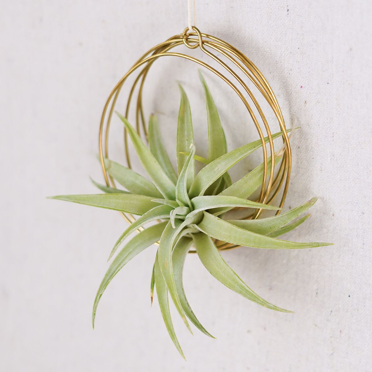 Indoor hanging plants Tillandsia air plant