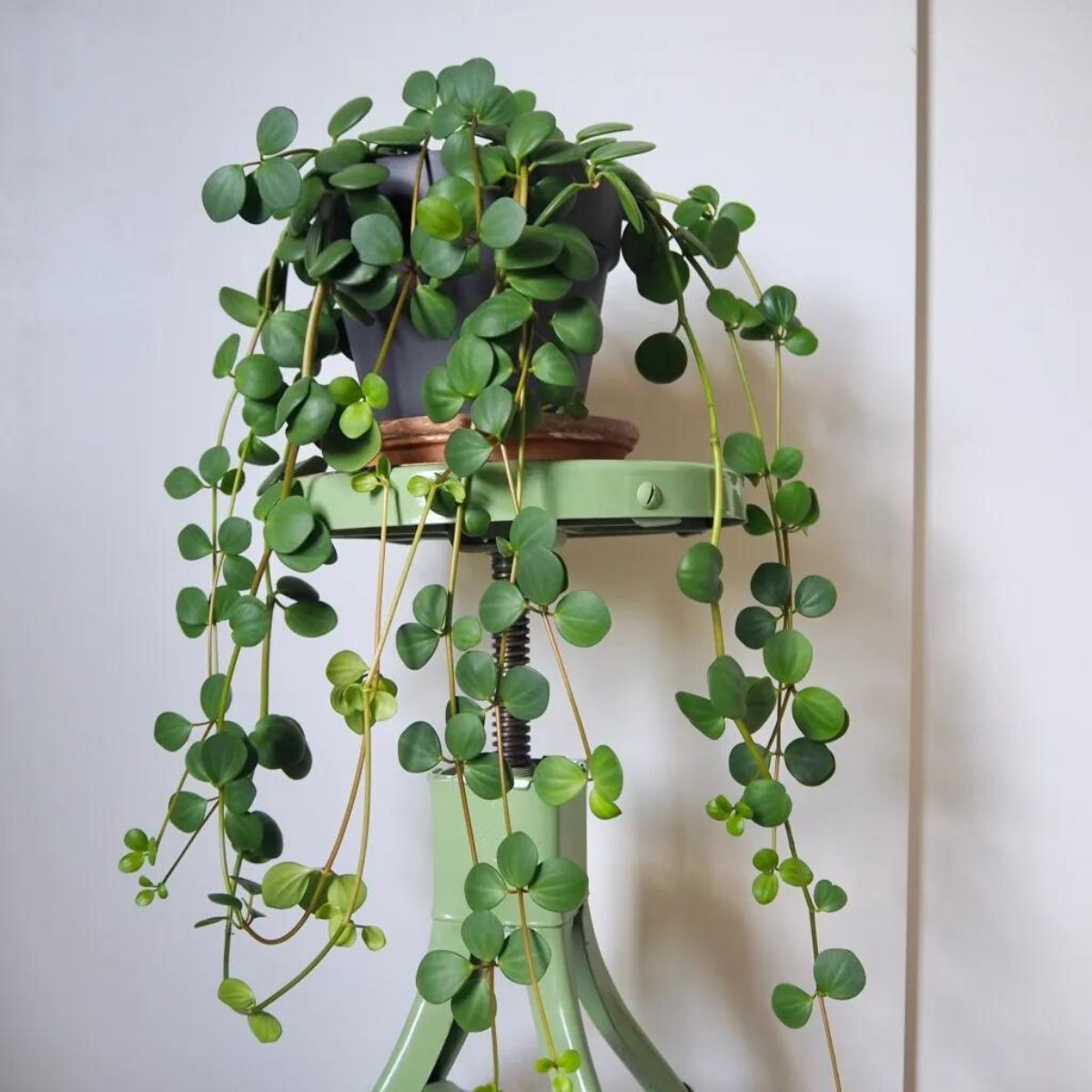 Indoor hanging plant Peperomia on Thursd