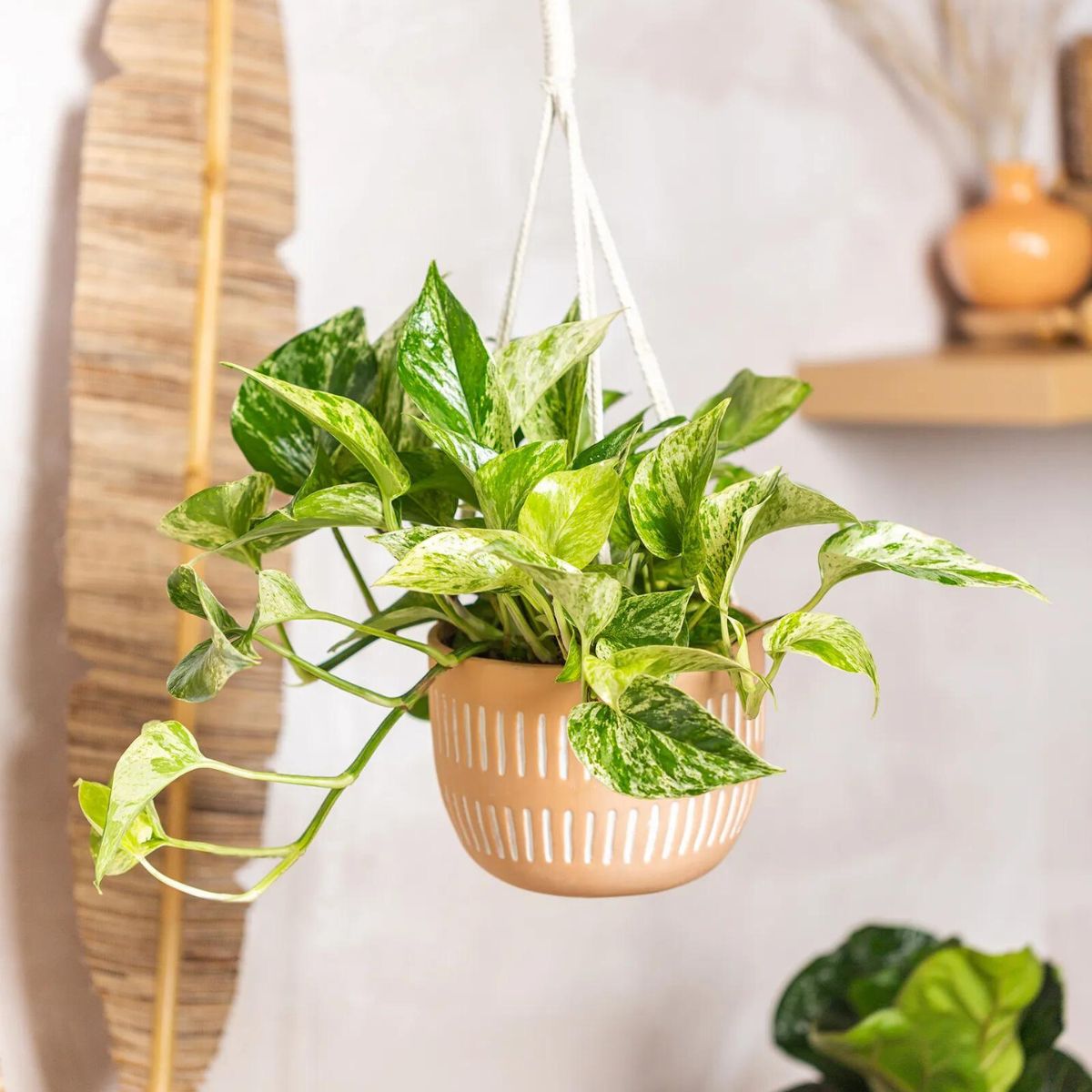 Indoor hanging plants Marble Pothos