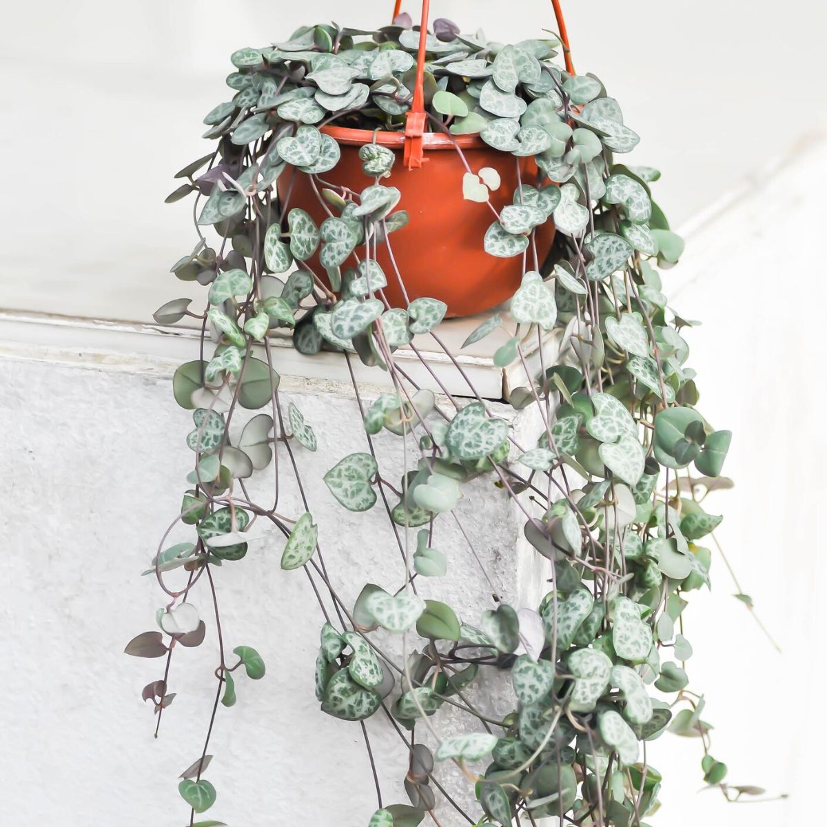 Indoor hanging plant String of Hearts