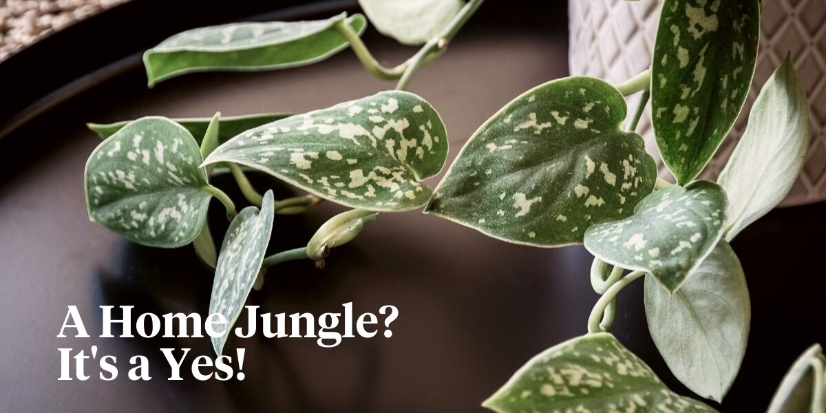 Indoor hanging plants to turn your house into a jungle header on Thursd