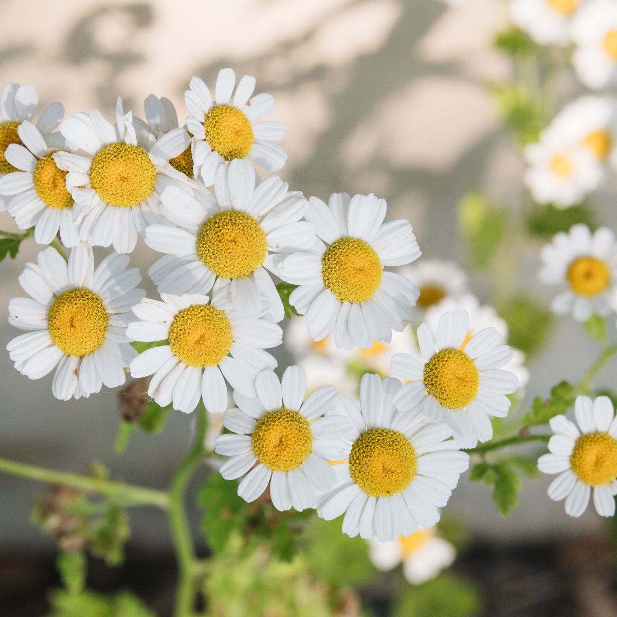 Chamomile one of the most popular medicinal plants in the world on Thursd