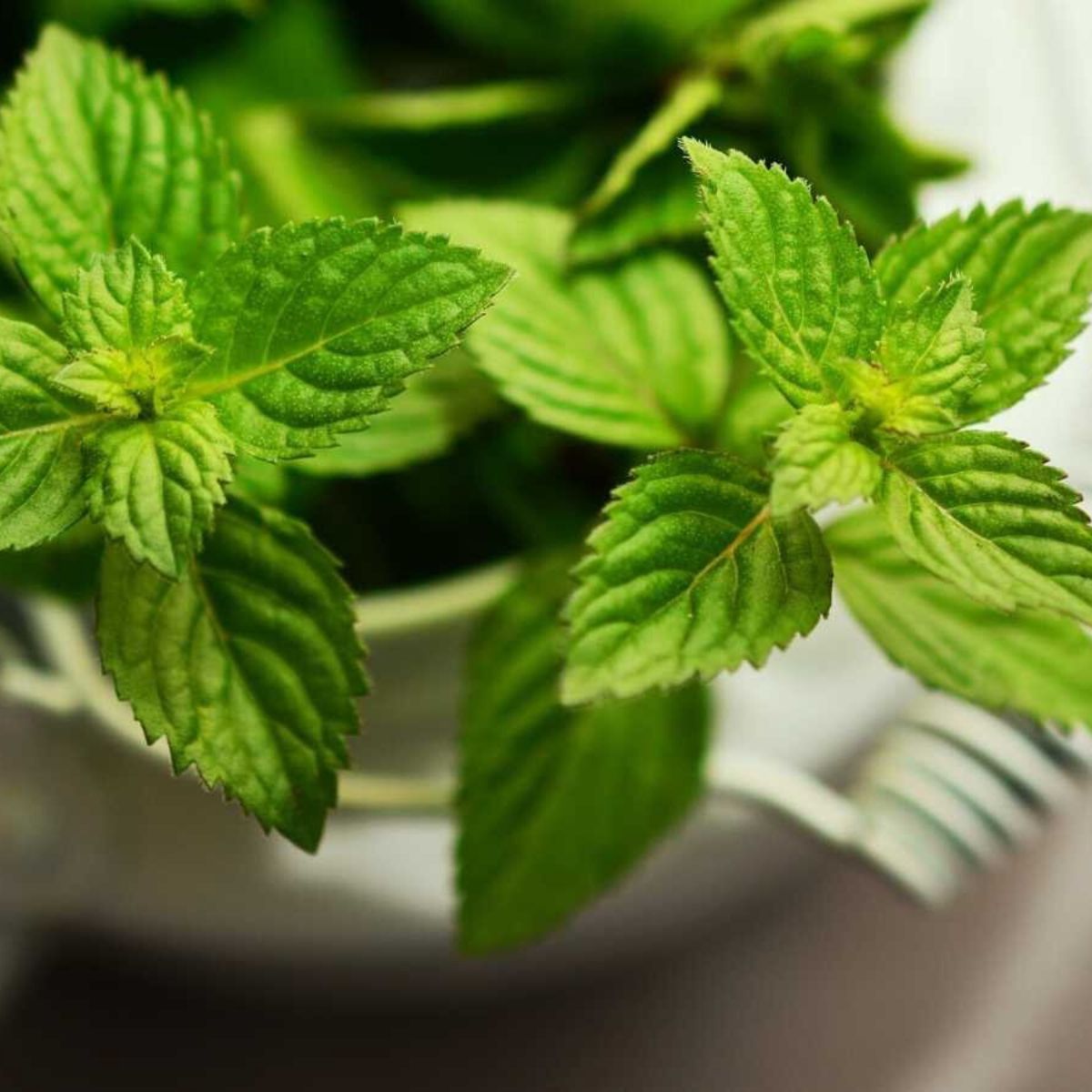 Peppermint medicinal plant on Thursd