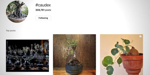 Caudex or fat-bottomed plants, or one of the hottest trends among plant collectors at the moment. - Article on Thursd- Header