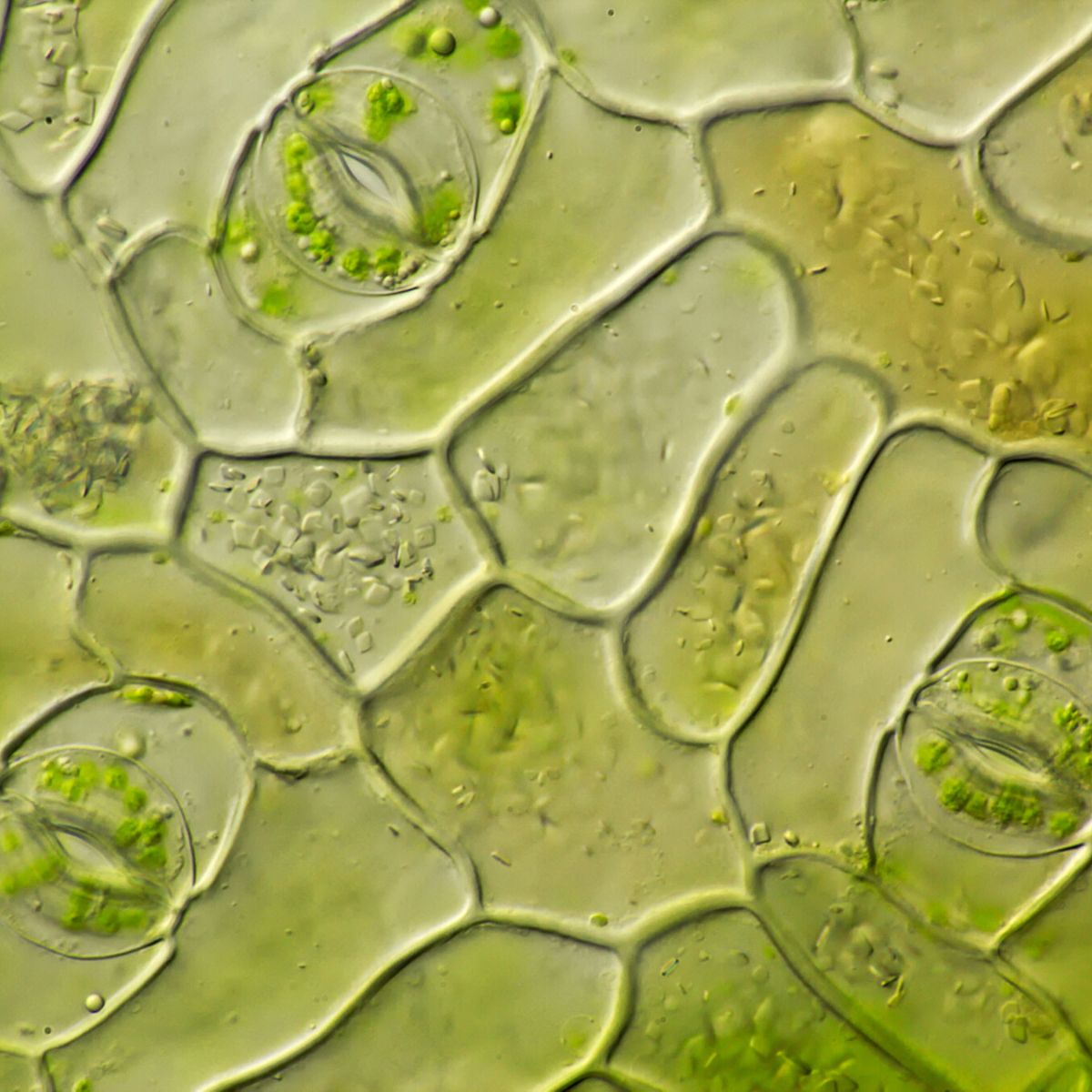 Plant stomata breathing leaves close up on Thursd