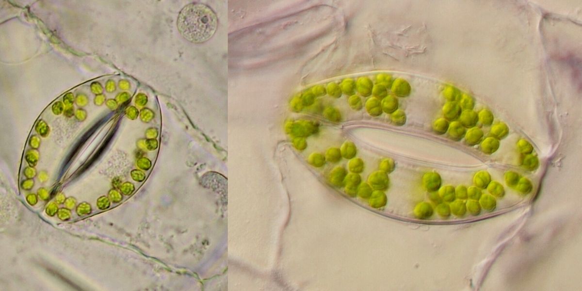 Incredible microscopic view of stomata breathing leaves on Thursd