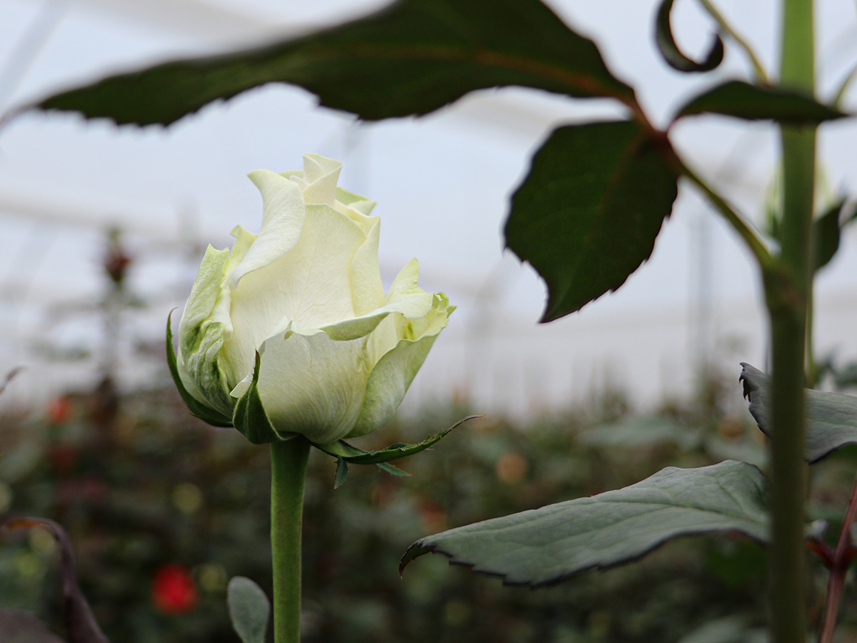 White Rose at Naranjo on Thursd