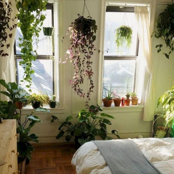 How Rising Indoor Plant Sales Reflect Urbanization and Trends - Article ...