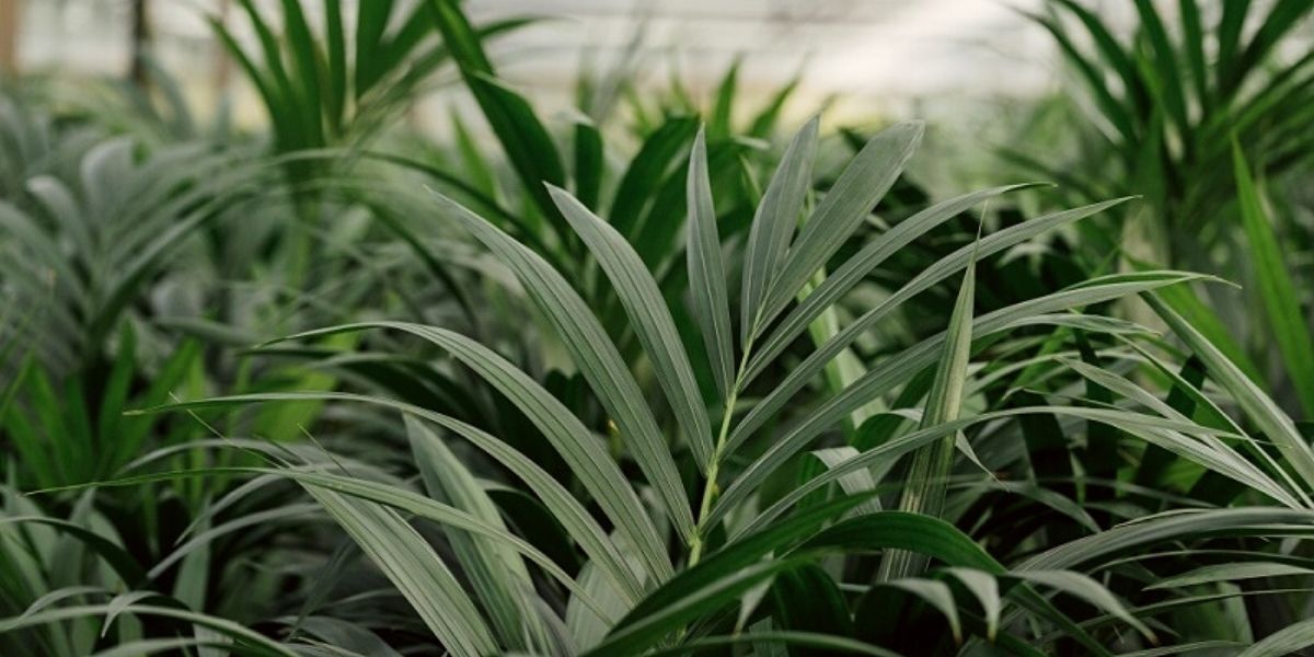 Kentia Palm shade tolerant plant of Decorum on Thursd