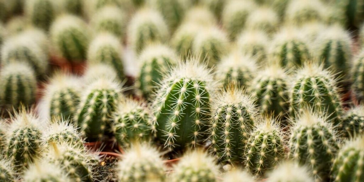 Cacti are great shade tolerant plants of Decorum on Thursd