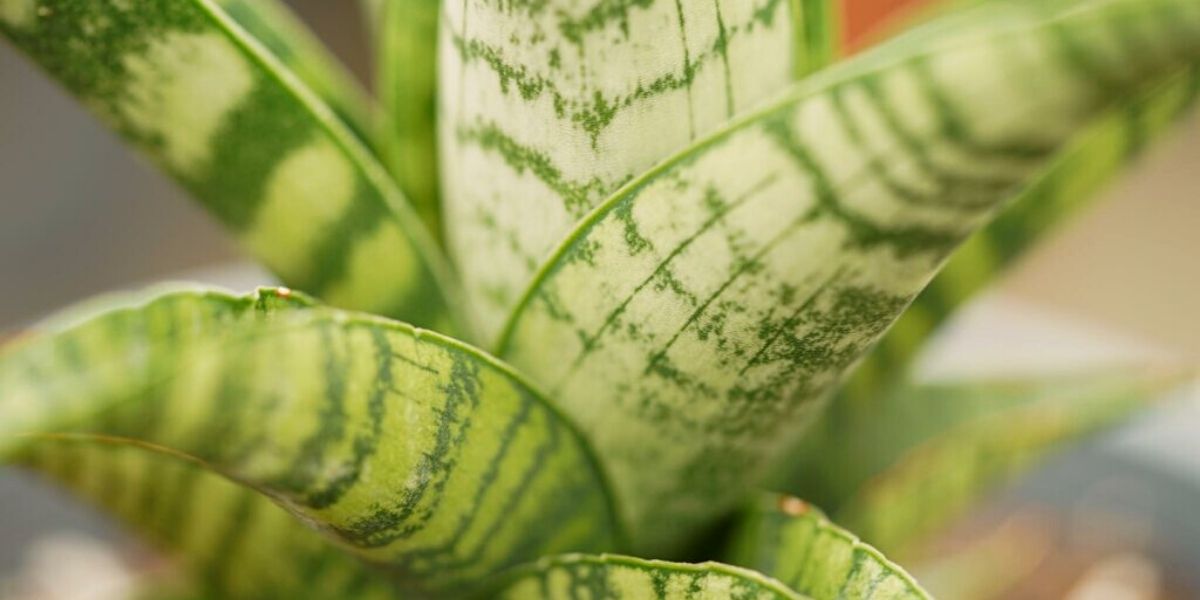 Sansevieria shade tolerant plant of Decorum on Thursd