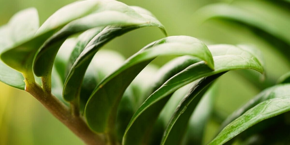 Zamioculcas shade tolerant plant of Decorum on Thursd