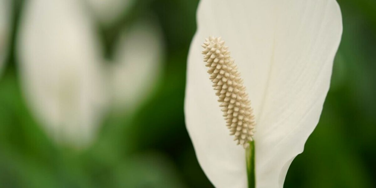 _Spathiphyllum by Decorum on Thursd