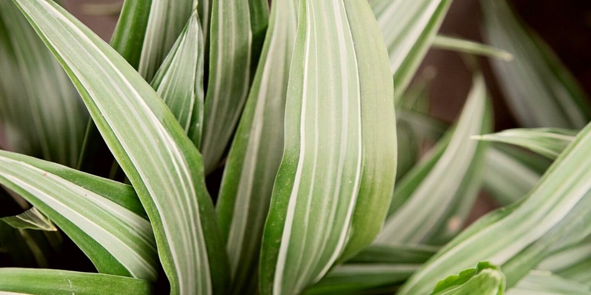 Dracaena is a Decorum plant that thrives in the shade on Thursd