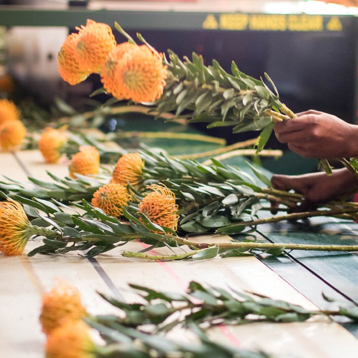 Zuluflora Leucospermum Cordifolium beautiful choice for a floral bouquet on Thursd