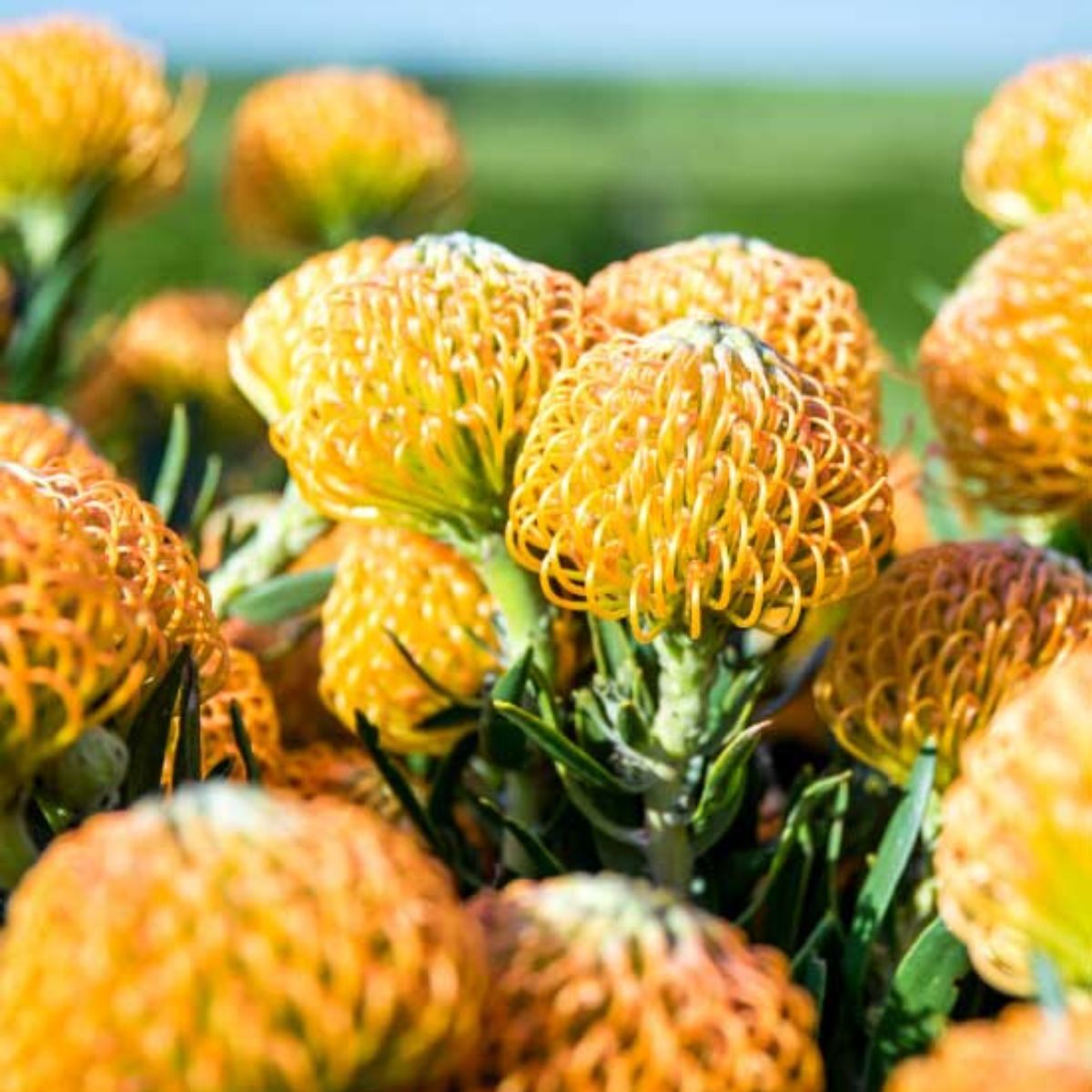 Zuluflora Leucospermum Cordifolium pin cushion shape on Thursd