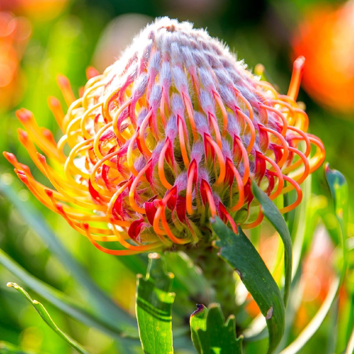 Zuluflora Leucospermum Cordifolium has various colors to choose from on Thursd