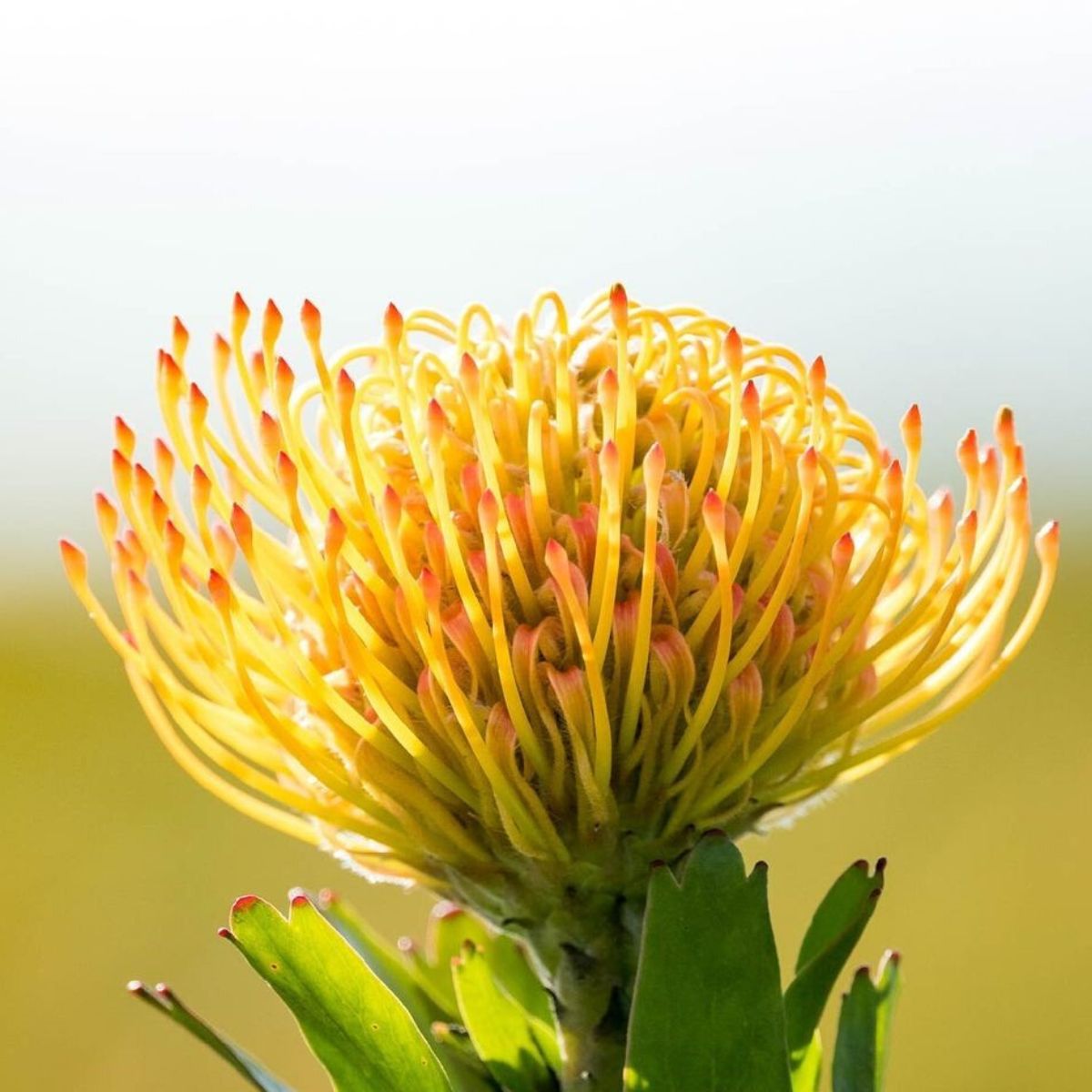 Zuluflora Leucospermum Cordifolium featured on Thursd